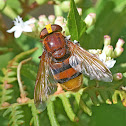 Hornet Mimic Hoverfly