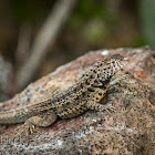 Galápagos Lava Lizard