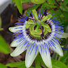 Bluecrown Passionflower