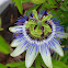 Bluecrown Passionflower