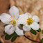 False Rue-Anemone