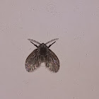 Mosquita de la humedad / Drain fly