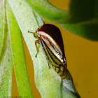 Black-Veined Treehopper