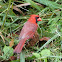 Northern cardinal