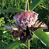 Eastern Tiger Swallowtail