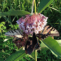 Eastern Tiger Swallowtail