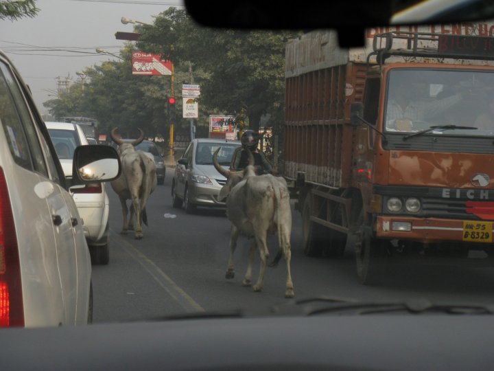 A spasso per Nuova Delhi di lucia6982