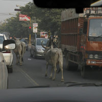 A spasso per Nuova Delhi di 