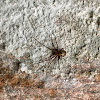 House spider