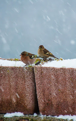 Sotto la neve di borgio