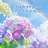 Hydrangeas and a Rainbow Theme icon