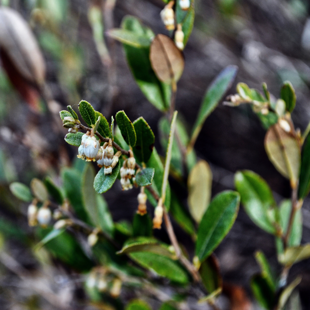 Leatherleaf