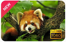 Red Panda Wallpapers and New Tab small promo image