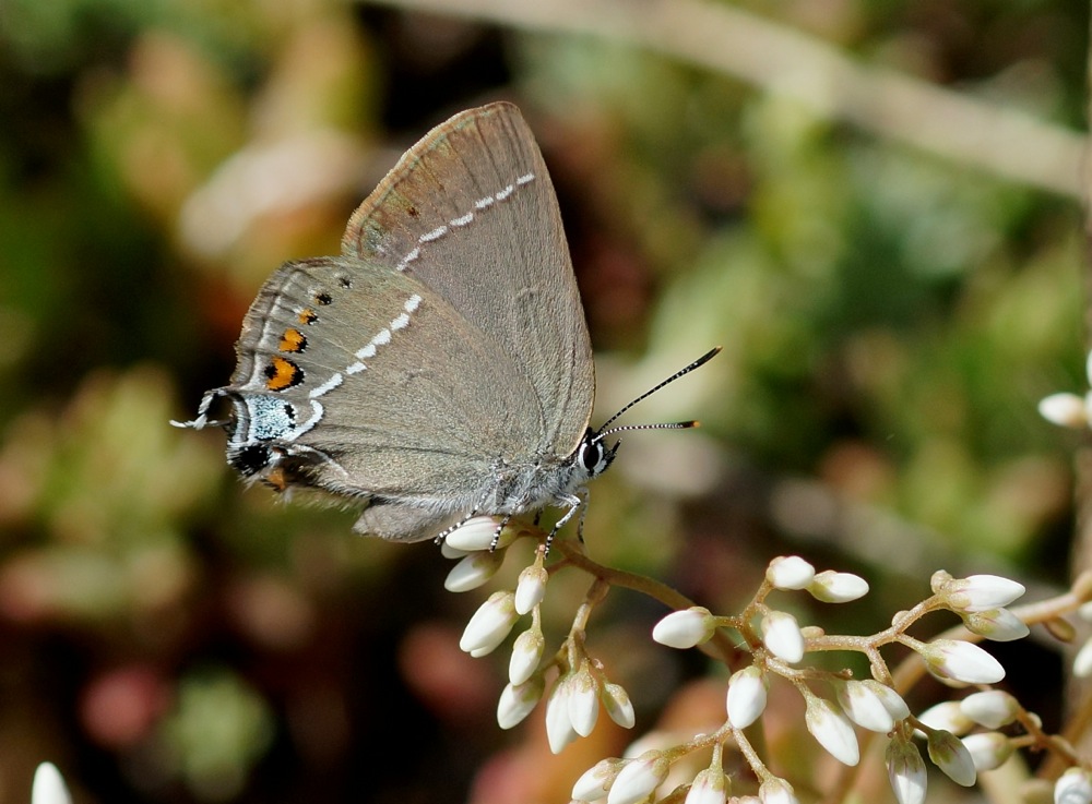 Blue Spot Hairstreak