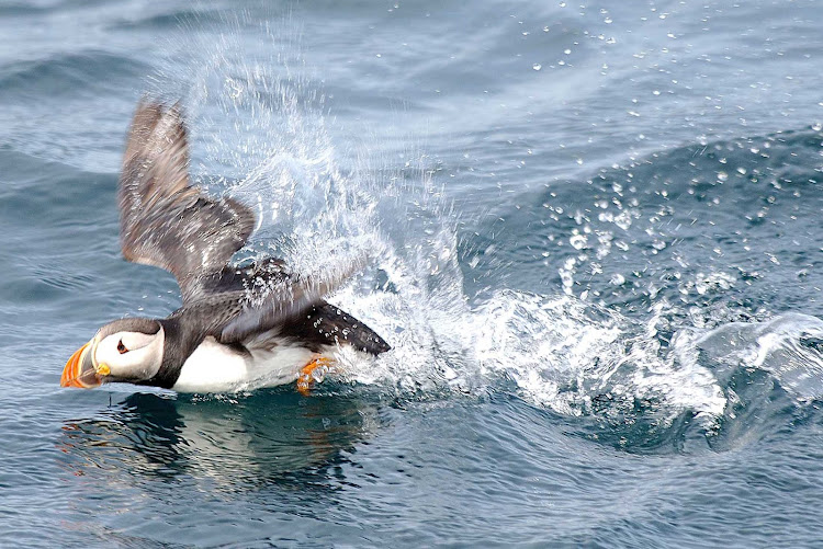 A puffin hunts for its next meal in the coastal waters of Avalon Peninsula, Newfoundland. 