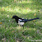 Common magpie