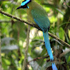 Barranquillo o Barranquero - Andean Motmot