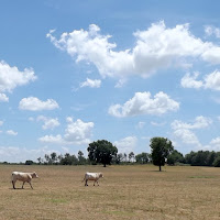 campagna laziale di 