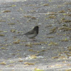 Dark-eyed junco