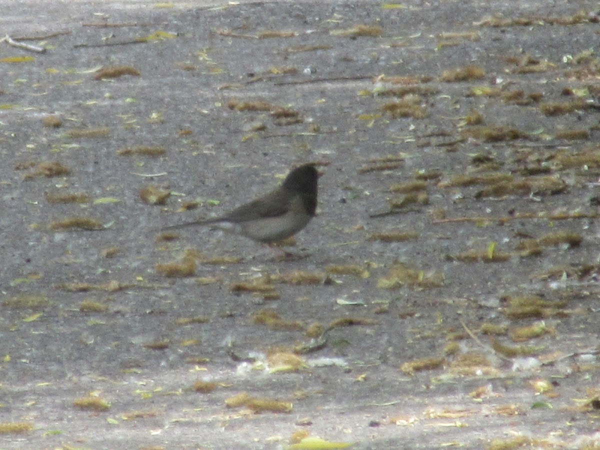 Dark-eyed junco