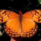 Mexican Fritillary