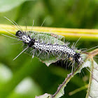 Unknown caterpillar