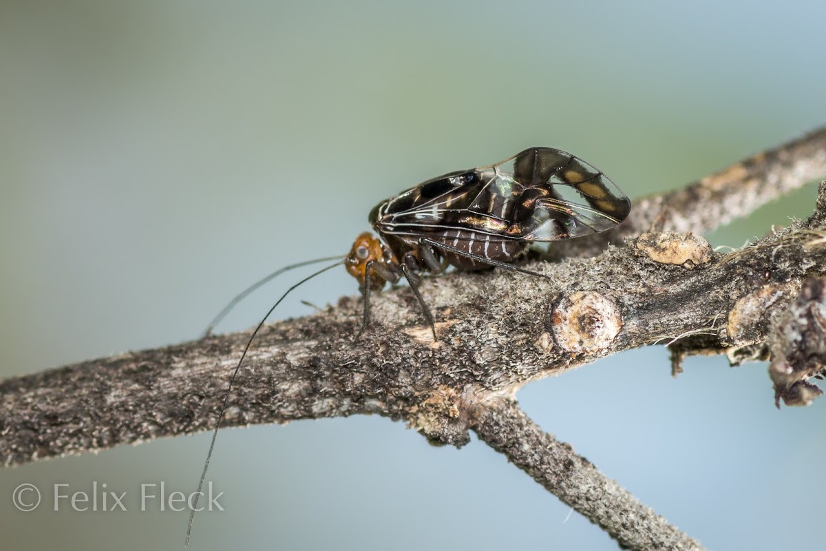 Barkfly