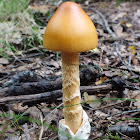 Saffron ringless amanita