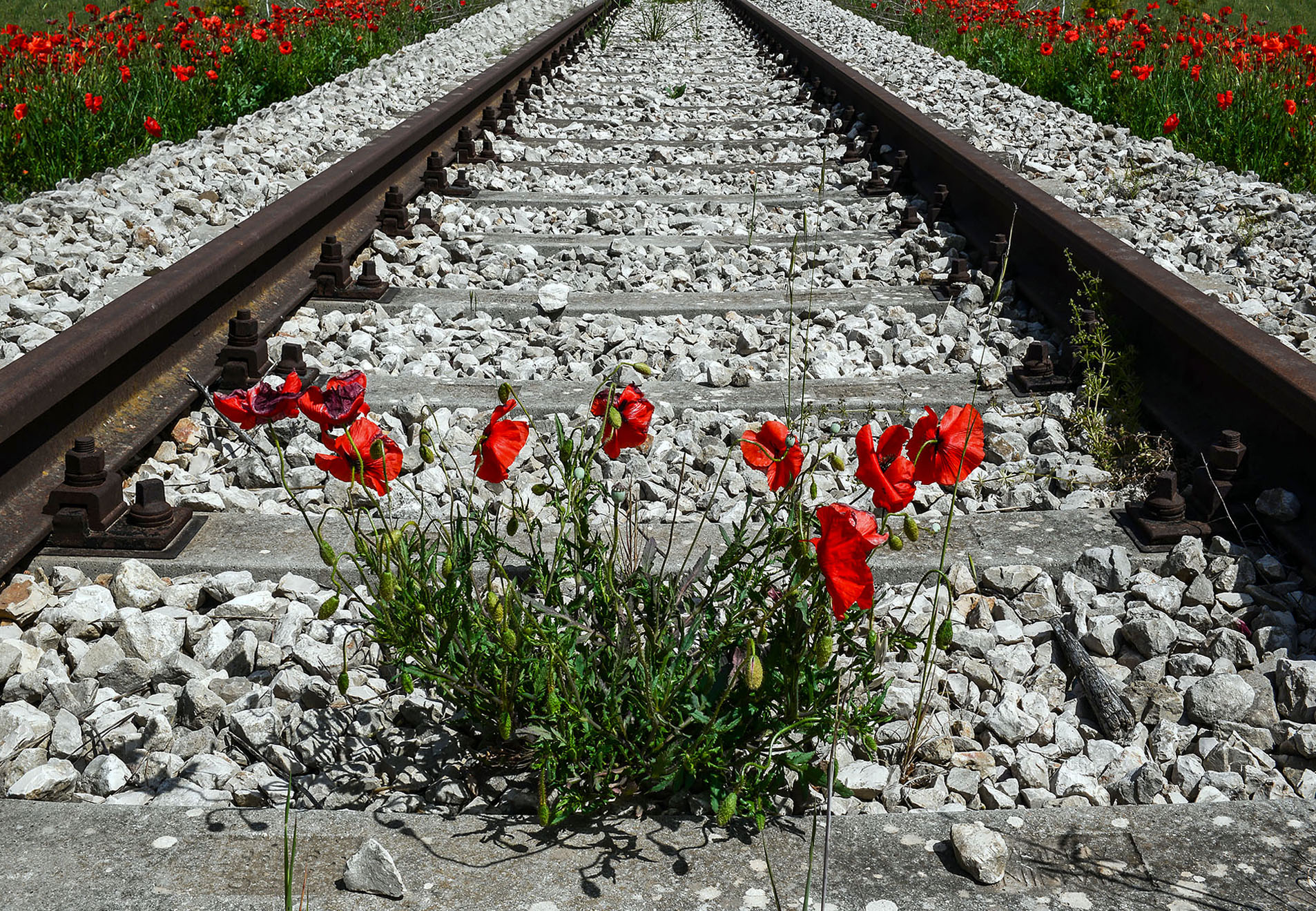 Arriva il treno? di Diana Cimino Cocco