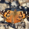 Painted lady