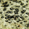 Smoky-eye Boulder Lichen