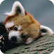 Red Panda Live Wallpaper