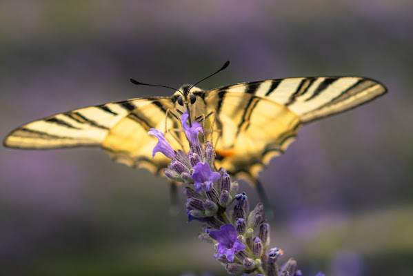 Profumo di lavanda di Eli2019