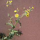 Prickly Sowthistle