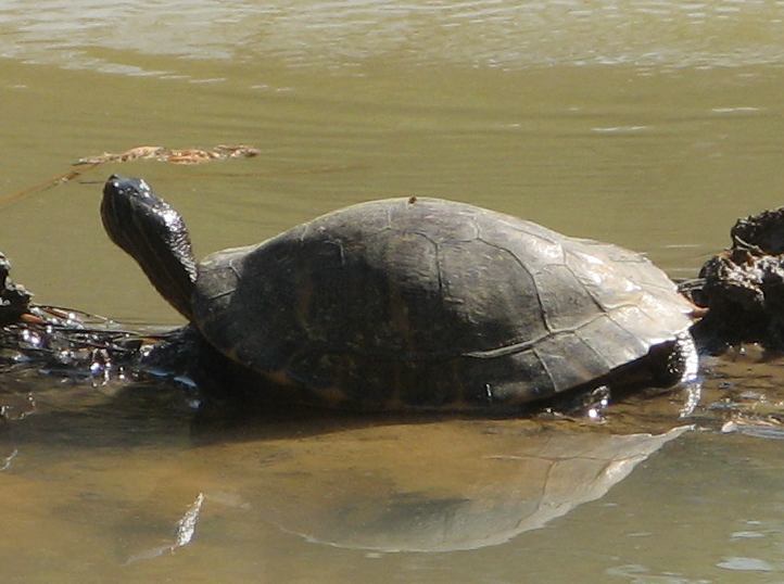 Texas River Cooter