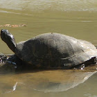 Texas River Cooter