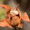 Runcinia grammica ♀ (C. L. Koch, 1837)