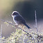 Sardinian Warbler; Curruca Cabicinegra