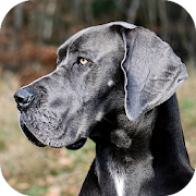 Great Dane wallpaper  Icon