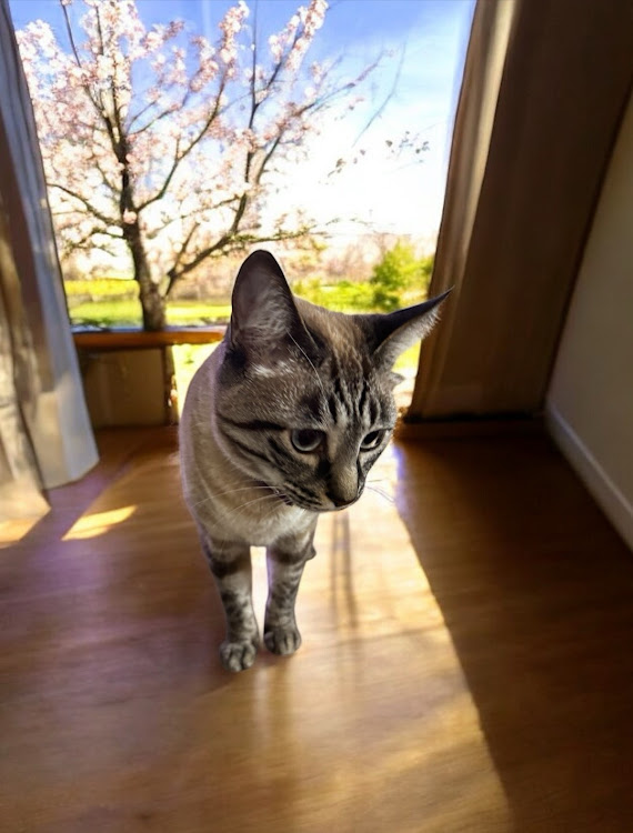 ソリオのいつもイイね＆コメントありがとうございます😆・猫ねこにゃんこ😻・爪切りに関するカスタム事例の投稿画像5枚目