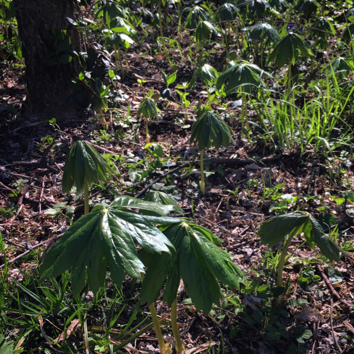 Mayapple