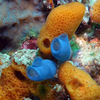 Sea squirt