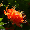 Flame azalea