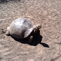 Galapagos Giant Tortoise