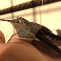 White-Vented Violetear