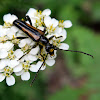 Flower Longhorn