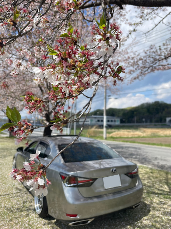 GSのWORK ZISTANCE W5S・LEXUS GS・サクラと愛車・グンマー帝国に乱入・都内の住職が乗る車に関するカスタム事例の投稿画像2枚目