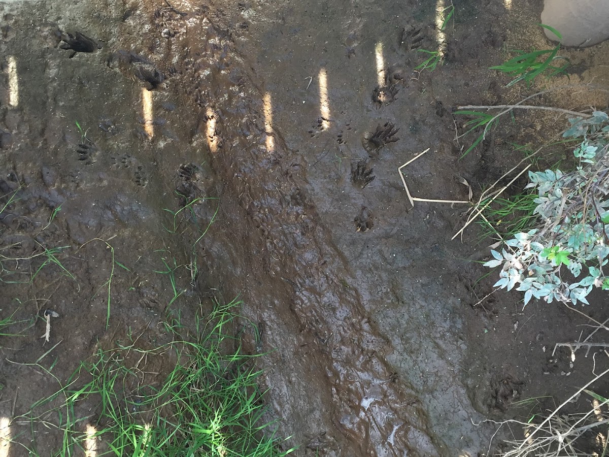 Raccoon Tracks