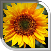 Sunflower Live Wallpaper  Icon