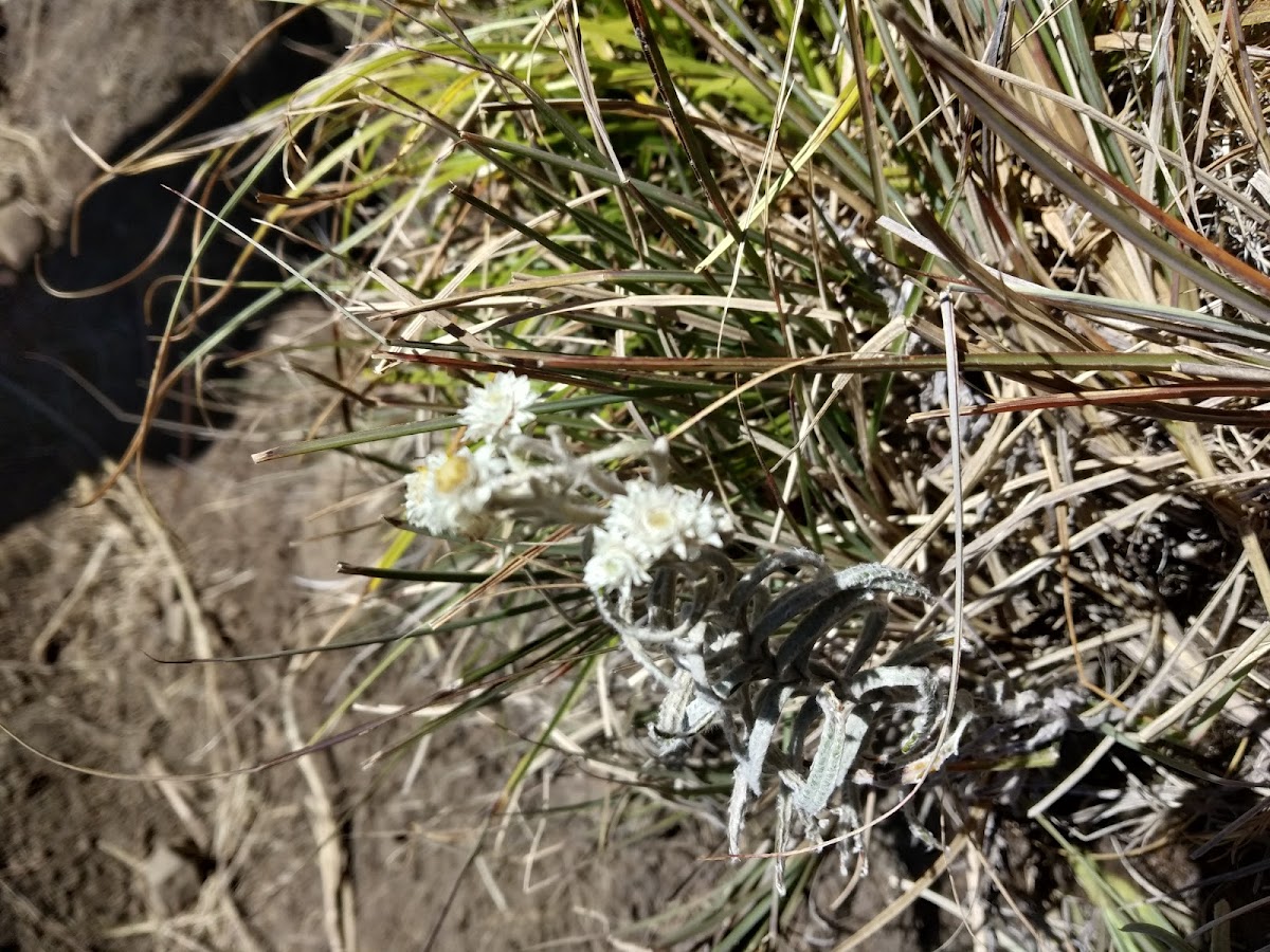 Mt. Pulag Edelweiss